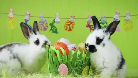 Two-white-Easter-rabbits-with-black-ears