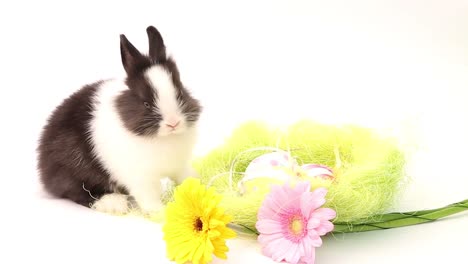 Osterhase,-niedliche-Hasen,-Kaninchen-auf-weißem-Hintergrund