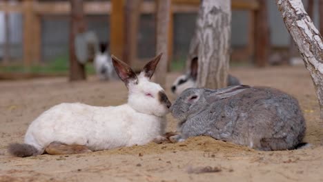 Rabbits-sweethearts-sleep-on-farm