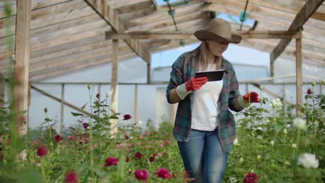 Hermosa-florista-mujer-camina-a-través-del-invernadero-con-una-tableta-de-tableta-comprueba-las-rosas-cultivadas,-realiza-un-seguimiento-de-la-cosecha-y-comprobar-la-flor-para-los-clientes-de-negocios.