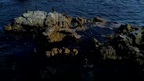 Frightened-seals-slide-into-the-sea-with-a-stone.-Shooting-in-Slow-Motion-mode.