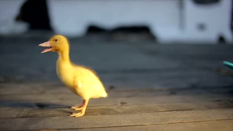 little-yellow-sunny-duckling