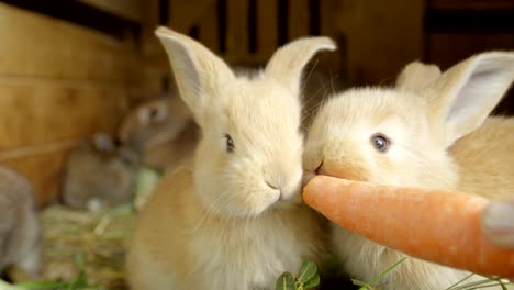 CLOSE-UP:-Beautiful-fluffy-light-brown-baby-bunny-eating-big-fresh-juicy-carrot