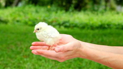 Cute-little-chick-in-hands.