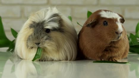 Guinea-pigs-breed-Golden-American-Crested-and-Coronet-cavy-eating-cucumber-slow-motion-stock-footage-video