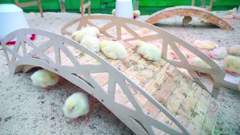 Small-chicks-play-and-relax-in-the-paddock