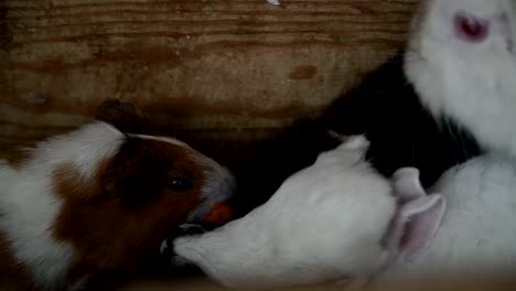 Rabbits-and-guinea-pigs-eat