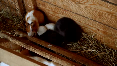 Kaninchen-und-Meerschweinchen-Essen