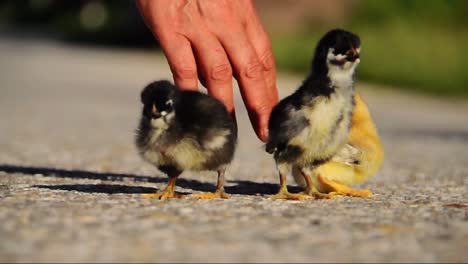 Little-chickens-on-the-road