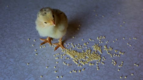 ein-kleines-Neugeborenes-Huhn-geht-auf-einem-Holztisch-und-Korn-pickt.