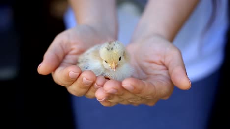 pollitos-sólo-nacieron-de-un-huevo-en-la-palma-de-la-mujer.