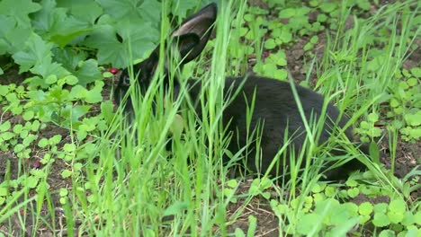 Schwarzes-Kaninchen-auf-der-Suche-nach-Nahrung-im-Garten