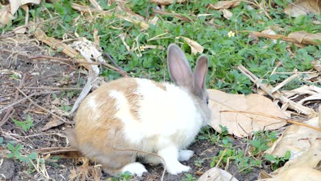 Wild-rabbit-in-nature.