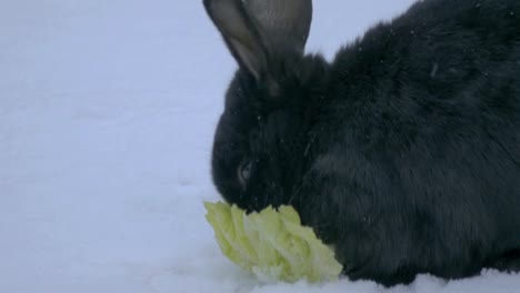 Close-up-of-black-bunny-rabbit