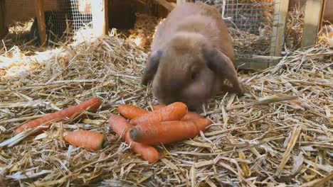 brown,-sweet-rabbit-eats-fresh-carrots-in-the-rabbit-hutch