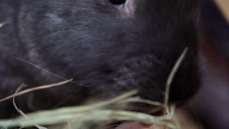 Baby-Rabbits-Eating-Greenery