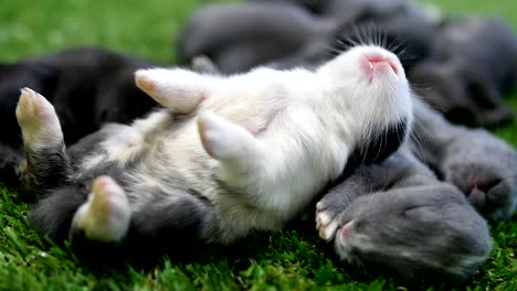 Eleven-days-lovely-baby-rabbits-on-artificial-green-grass