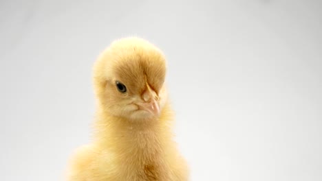 chick-on-a-white-background-Agriculture,-farm-and-Livestock-Concept