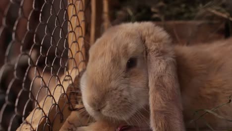 beige-color-rabbit-in-a-cage