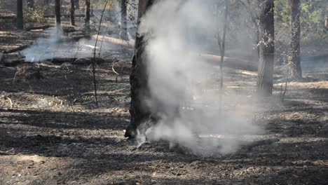 Feuer-im-Wald.