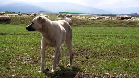 Schäferhund,-die-Bewachung-der-Herde-von-Schafen-im-Feld.-Slow-Motion