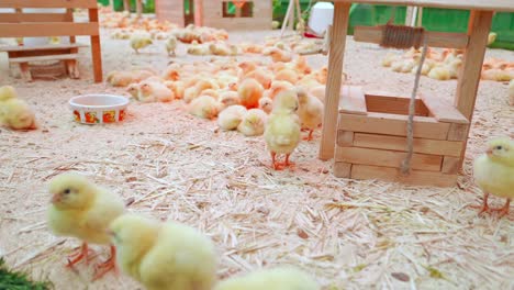 Pequeña-pollos-divertirse-y-descansar-en-el-restaurante-paddock