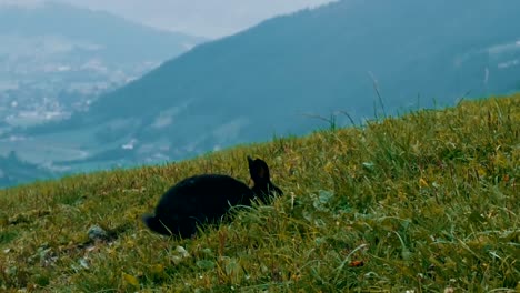 Cute-fluffy-black-rabbit-chews-grass-on-background-of-the-picturesque-Austrian-valley