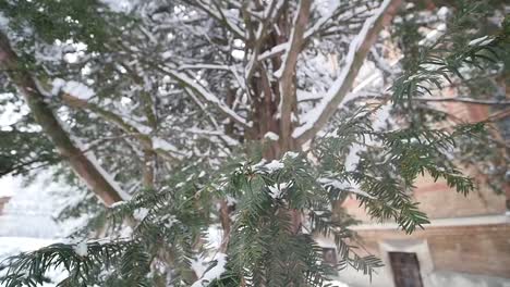 Chernivtsi-Universität-(die-ehemalige-Residenz-Metropoliten),-Ukraine.-Winter