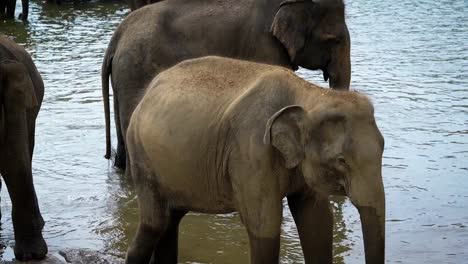 una-manada-de-animales-en-la-naturaleza,-elefantes-beben-agua-fresca-en-un-día-caliente-de-verano