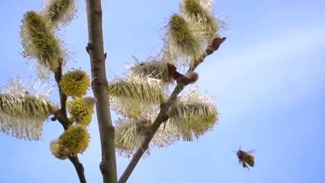 fleißige-Bienen-sammeln-Nektar-für-Honig-aus-Weide-Kätzchen-in-Zeitlupe