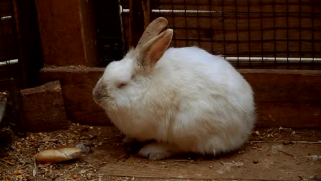 Rabbit.-Rabbit-is-sleeping