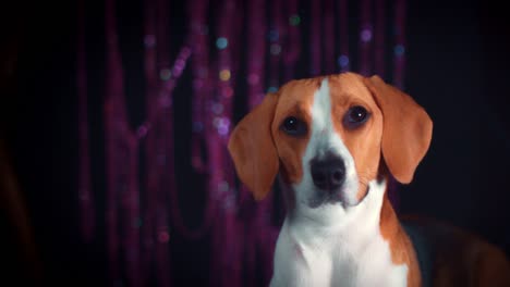 4-k-Geburtstag-Beagle-Hund-posiert-auf-Party