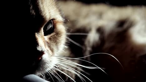 Animal-portrait-of-golden-british-cat-with-a-wide-range-of-emotions