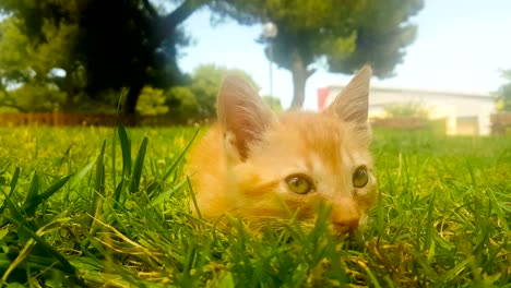 Baby-Katze-Porträt-gegen-den-Rasen-eines-Parks.