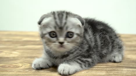 Scottish-Fold-Kätzchen-mit-großen-Augen-sitzt.-Weißem-Hintergrund