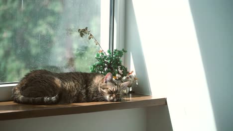 Fenster.-Die-Katze-liegt-auf-der-Fensterbank-neben-dem-Fenster