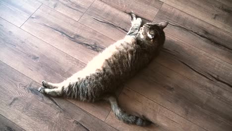 Laminate.-The-cat-lies-on-the-laminate-floor-in-the-apartment