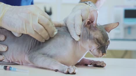 Veterinarian-does-the-vaccination,-injecting-the-cat-into-the-veterinary-clinic.