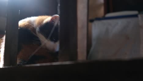 Cat-inside-ancient-house-in-the-morning