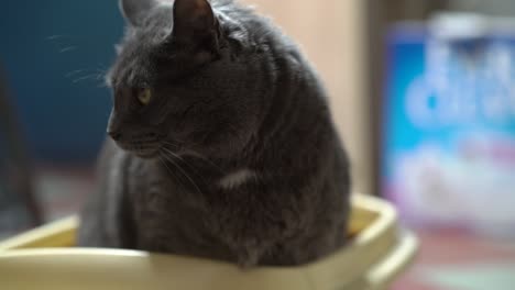 Gray-cat-using-litter-box-filled-with-clumping-litter