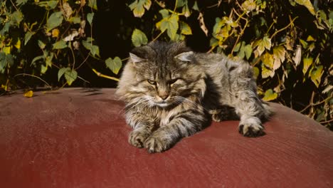 Die-Katze-liegt-auf-dem-Auto