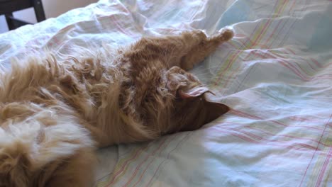 Langhaarige-Ingwer-Katze-Dehnung-auf-Bett