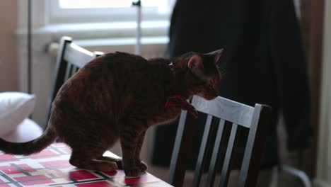 Gato-doméstico-sobre-la-mesa-de-la-cocina