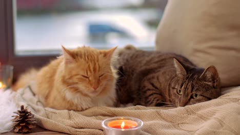 two-cats-lying-on-blanket-at-home-window-sill