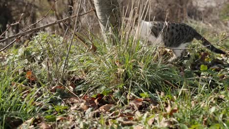 Grau-und-weiß-Farbe-Kätzchen-in-Feld-4K-2160p-30fps-UHD-Footage---Felis-Catus-inländischen-Haustier-schleicht-herum-im-Rasen-3840-x-2160-UltraHD-Video-versteckt