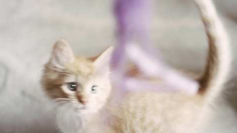 Two-kittens-playing-with-a-toy-being-dangled-from-behind-the-camera