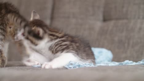 Kittens-jugando-con-un-balón-de-lana-en-un-sillón