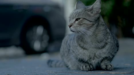 Street-cat-in-Jerusalem,-Israel