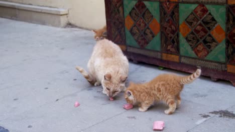 Streunende-rote-Katze-mit-einem-Kätzchen-auf-der-Straße-Essen