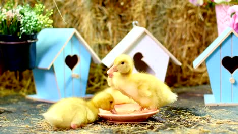 Close-up,-three-small-yellow-ducklings-drinking-water-from-a-plate-.-In-the-background-a-haystack,-colored-small-birdhouses.-Studio-video-with-thematic-decor